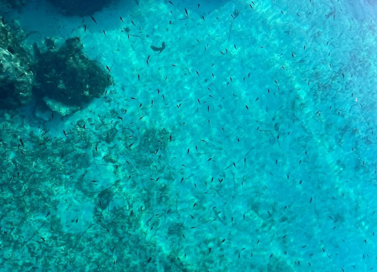 Loza Blue, Premuda Island 아파트